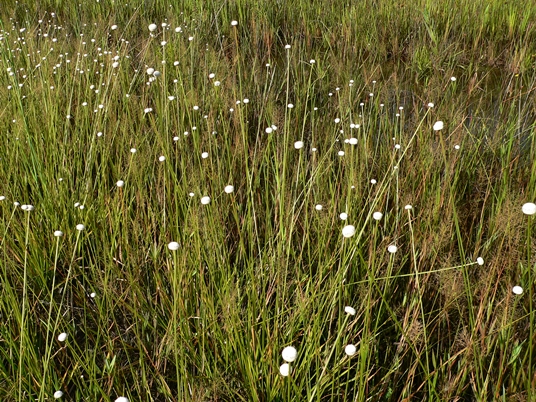 {Eriocaulon decangulare}